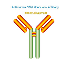 Load image into Gallery viewer, Anti-Human CD51 Monoclonal Antibody, Clone: Abituzumab
