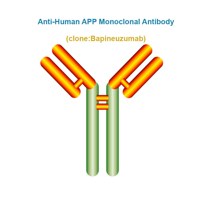 Anti-Human APP Monoclonal Antibody, Clone: Bapineuzumab