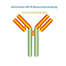 Load image into Gallery viewer, Anti-Human IGF1R Monoclonal Antibody, Clone: Cixutumumab