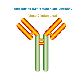 Anti-Human IGF1R Monoclonal Antibody, Clone: Cixutumumab