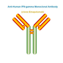 Load image into Gallery viewer, Anti-Human IFN-gamma Monoclonal Antibody, Clone: Emapalumab