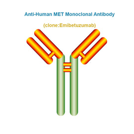 Anti-Human MET Monoclonal Antibody, Clone: Emibetuzumab