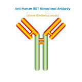 Anti-Human MET Monoclonal Antibody, Clone: Emibetuzumab