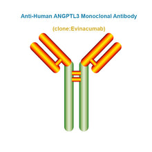 Load image into Gallery viewer, Anti-Human ANGPTL3 Monoclonal Antibody, Clone: Evinacumab