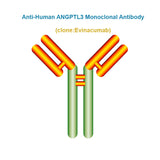 Anti-Human ANGPTL3 Monoclonal Antibody, Clone: Evinacumab