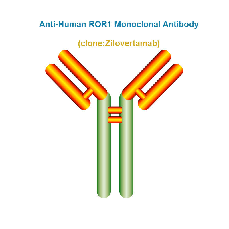 Anti-Human ROR1 Monoclonal Antibody, Clone: Zilovertamab