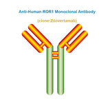Anti-Human ROR1 Monoclonal Antibody, Clone: Zilovertamab