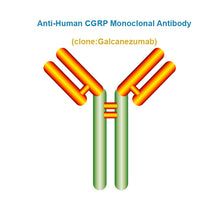 Load image into Gallery viewer, Anti-Human CGRP Monoclonal Antibody, Clone: Galcanezumab
