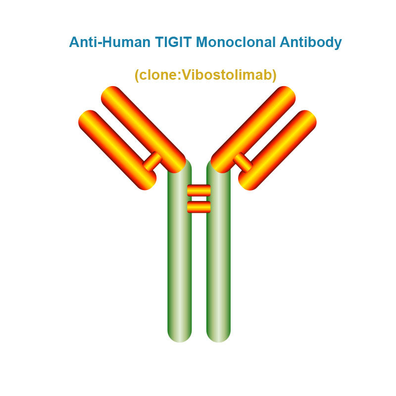 Anti-Human TIGIT Monoclonal Antibody, Clone: Vibostolimab