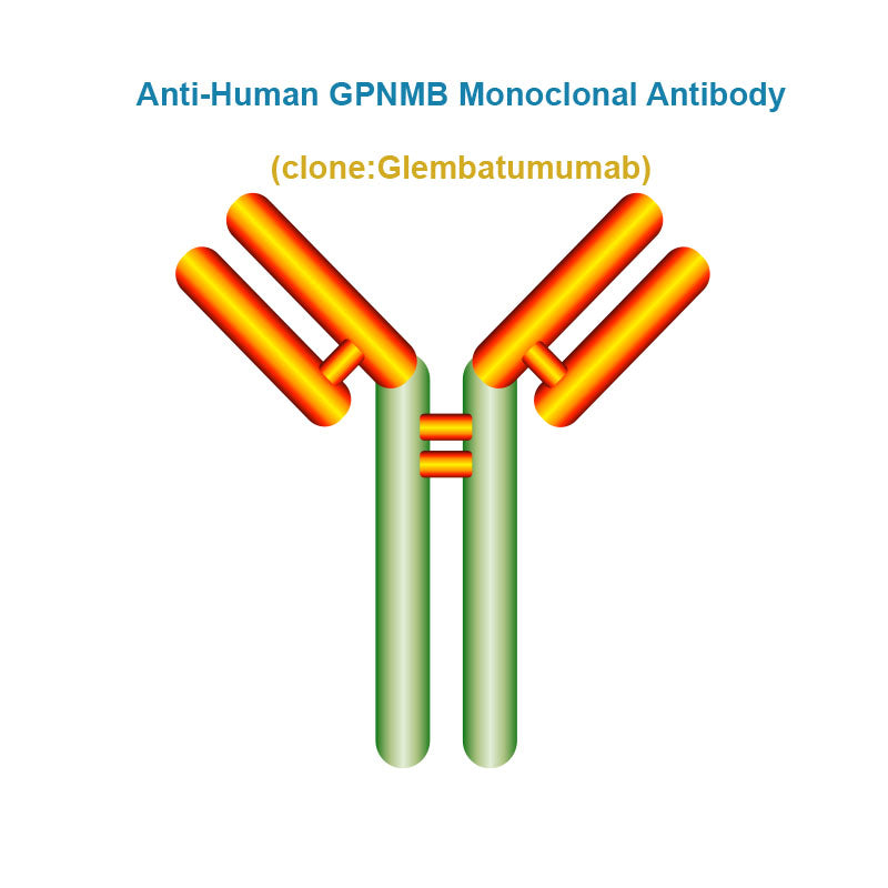 Anti-Human GPNMB Monoclonal Antibody, Clone: Glembatumumab