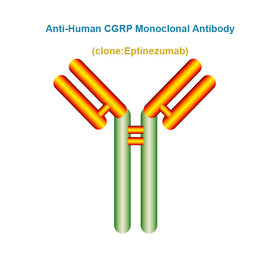 Anti-Human CGRP Monoclonal Antibody, Clone: Eptinezumab