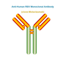 Anti-Human RSV Monoclonal Antibody, Clone: Motavizumab