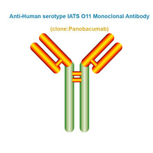 Load image into Gallery viewer, Anti-Human serotype IATS O11 Monoclonal Antibody, Clone: Panobacumab