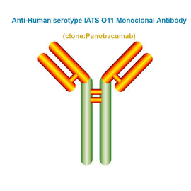 Anti-Human serotype IATS O11 Monoclonal Antibody, Clone: Panobacumab