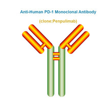 Load image into Gallery viewer, Anti-Human PD-1 Monoclonal Antibody, Clone: Penpulimab