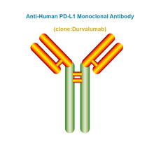 Load image into Gallery viewer, Anti-Human PD-L1 Monoclonal Antibody, Clone: Durvalumab
