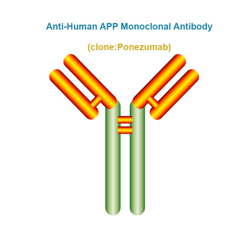 Anti-Human APP Monoclonal Antibody, Clone: Ponezumab