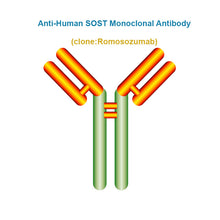 Load image into Gallery viewer, Anti-Human SOST Monoclonal Antibody, Clone: Romosozumab