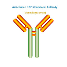 Load image into Gallery viewer, Anti-Human NGF Monoclonal Antibody, Clone: Tanezumab