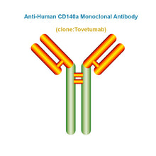 Load image into Gallery viewer, Anti-Human CD140a Monoclonal Antibody, Clone: Tovetumab