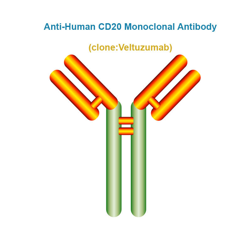 Anti-Human CD20 Monoclonal Antibody, Clone: Veltuzumab