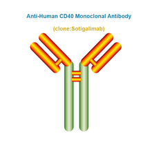 Load image into Gallery viewer, Anti-Human CD40 Monoclonal Antibody, Clone: Sotigalimab