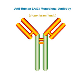 Anti-Human LAG3 Monoclonal Antibody, Clone: Ieramilimab