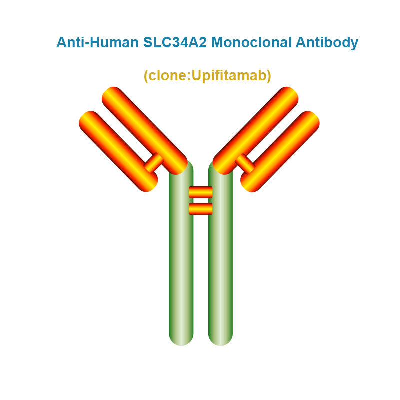Anti-Human SLC34A2 Monoclonal Antibody, Clone: Upifitamab
