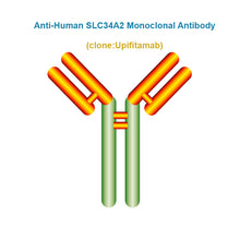 Load image into Gallery viewer, Anti-Human SLC34A2 Monoclonal Antibody, Clone: Upifitamab