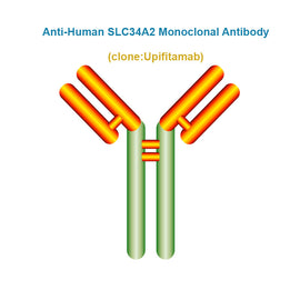 Anti-Human SLC34A2 Monoclonal Antibody, Clone: Upifitamab