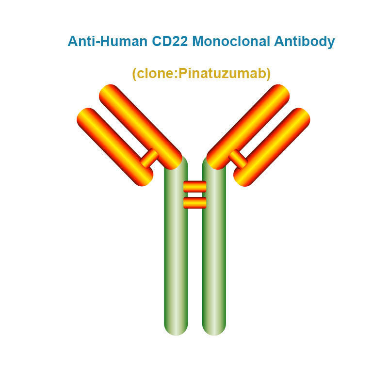 Anti-Human CD22 Monoclonal Antibody, Clone: Pinatuzumab