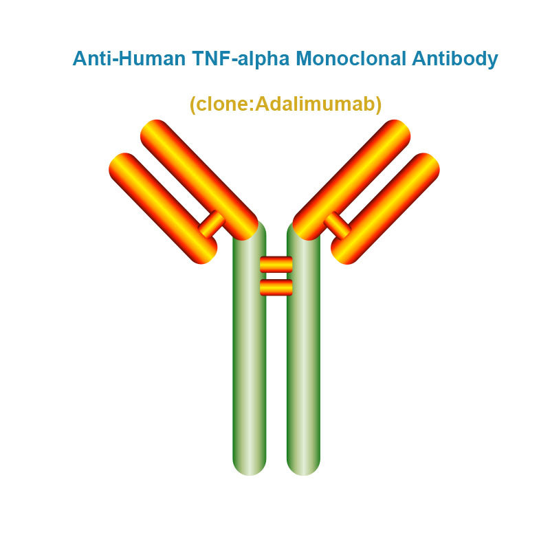 Anti-Human TNF-alpha Monoclonal Antibody, Clone: Adalimumab