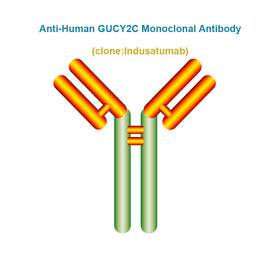 Anti-Human GUCY2C Monoclonal Antibody, Clone: Indusatumab