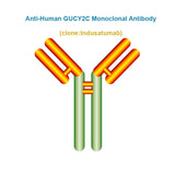 Anti-Human GUCY2C Monoclonal Antibody, Clone: Indusatumab