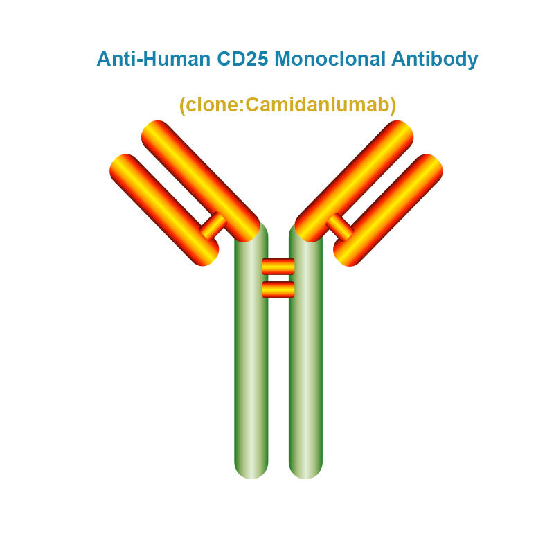 Anti-Human CD25 Monoclonal Antibody, Clone: Camidanlumab