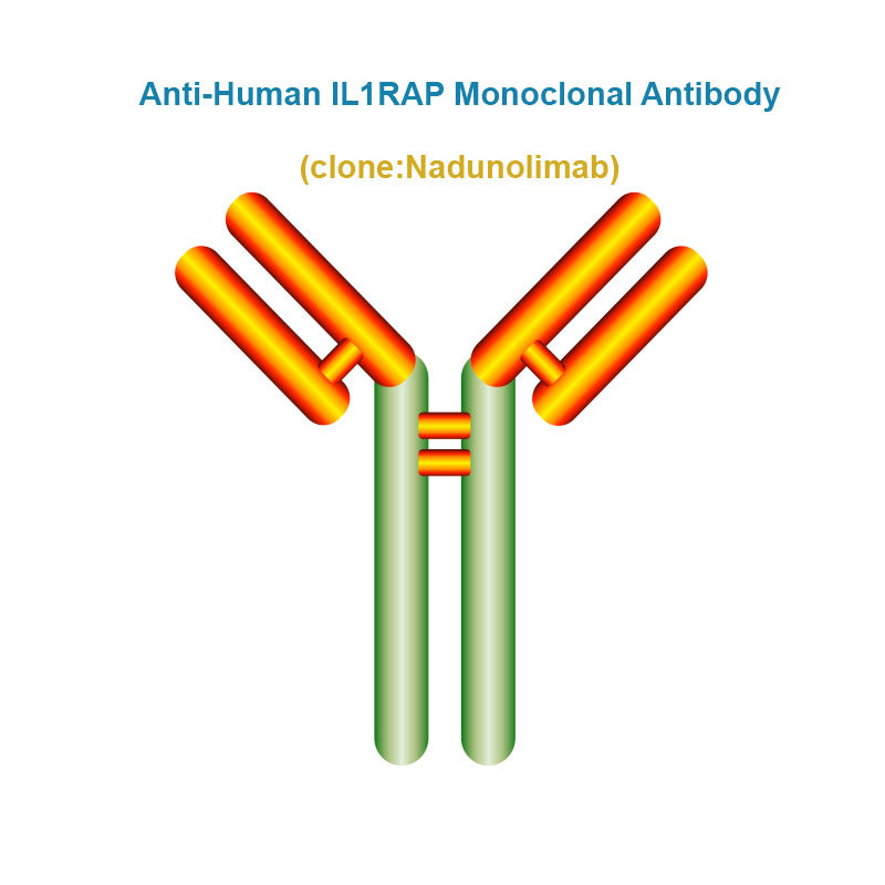 Anti-Human IL1RAP Monoclonal Antibody, Clone: Nadunolimab