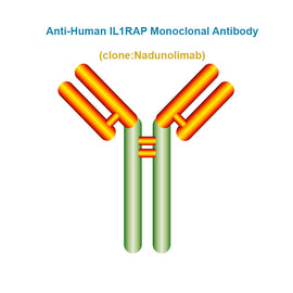 Anti-Human IL1RAP Monoclonal Antibody, Clone: Nadunolimab