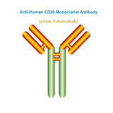 Anti-Human CD30 Monoclonal Antibody, Clone: Iratumumab