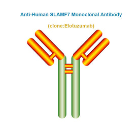 Anti-Human SLAMF7 Monoclonal Antibody, Clone: Elotuzumab