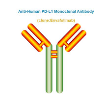 Load image into Gallery viewer, Anti-Human PD-L1 Monoclonal Antibody, Clone: Envafolimab