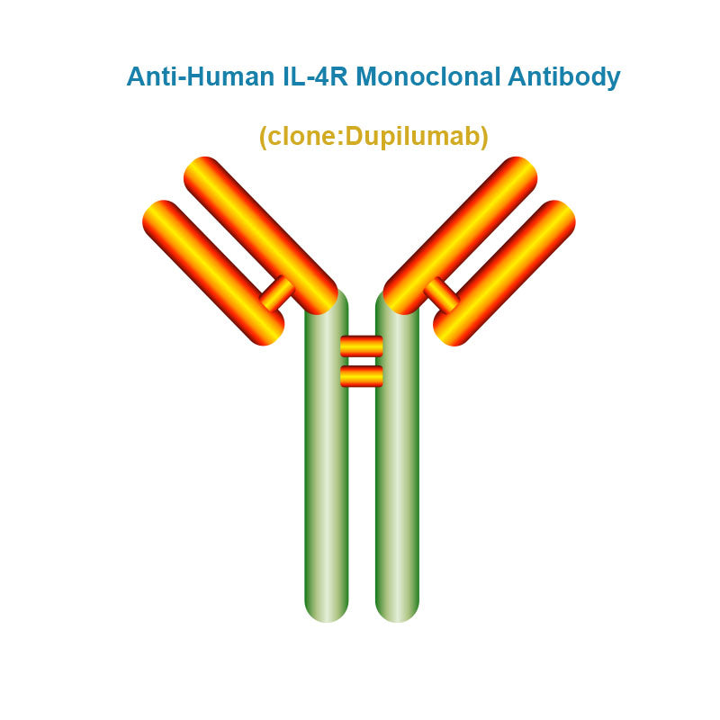 Anti-Human IL-4R Monoclonal Antibody, Clone: Dupilumab