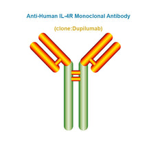 Load image into Gallery viewer, Anti-Human IL-4R Monoclonal Antibody, Clone: Dupilumab