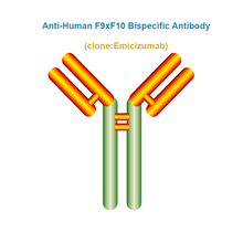 Load image into Gallery viewer, Anti-Human F9xF10 Bispecific Antibody, Clone: Emicizumab