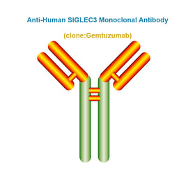 Anti-Human SIGLEC3 Monoclonal Antibody, Clone: Gemtuzumab