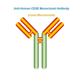 Anti-Human CD3E Monoclonal Antibody