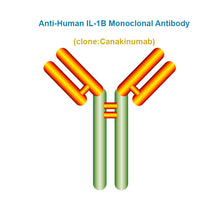Load image into Gallery viewer, Anti-Human IL-1B Monoclonal Antibody, Clone: Canakinumab