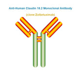Anti-Human Claudin 18.2 Monoclonal Antibody, Clone: Zolbetuximab