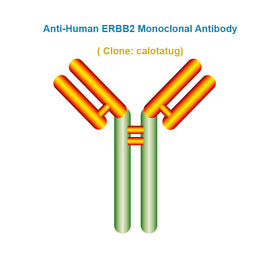 Anti-Human ERBB2 Monoclonal Antibody,  clone: calotatug, Ships in 3-5 Weeks