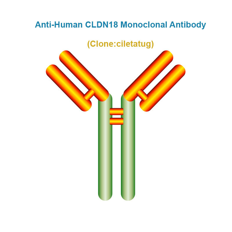 Anti-Human CLDN18 Monoclonal Antibody, Clone: ciletatug, Ships in 3-5 Weeks