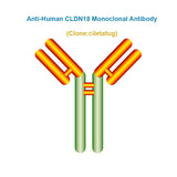 Anti-Human CLDN18 Monoclonal Antibody, Clone: ciletatug, Ships in 3-5 Weeks